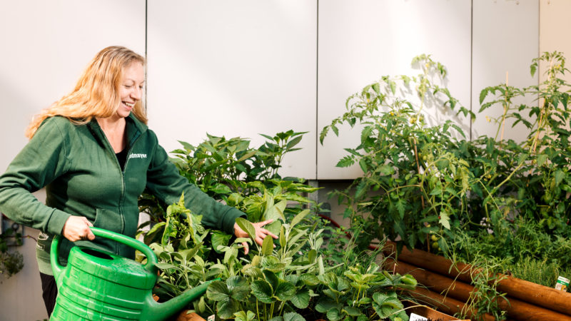 Jedmayer--Mitarbeiterin gießt die Grünpflanzen im Innenhof des Tageszentrums