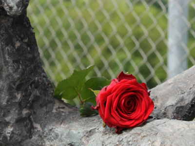 Symbolbild zum Holocaust Gedenktag 2022: eine rote Rose liegt auf einer Astgabel vor einem Drahtzaun